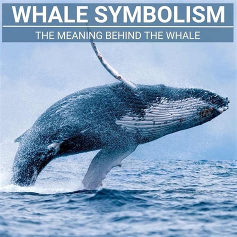 whale in tagalog|Whale Meaning .